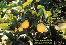 Image result for Citrus × aurantiifolia