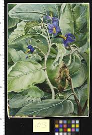 Image result for Solanum litoraneum