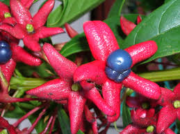 Image result for Clerodendrum