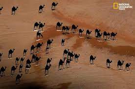 But actually the dark outlines are the beasts' shadows. Camel Shadows In The Desert