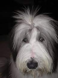 Puppy Pics Snoopysdogblog Bearded Collie Puppies Puppies Bearded Collie