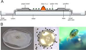 At adams pest control we strive to provide our customers with a high level of customer service. The Salivary Protein Repertoire Of The Polyphagous Spider Mite Tetranychus Urticae A Quest For Effectors Molecular Cellular Proteomics