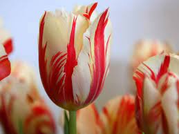 Gambar Bunga Tulip Cantik Expensive Flowers Tulips Flowers Amazing Flowers