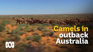 Camels race prade 199 km. Feedlotting Feral Camels In South Australia As Consumer Appetite For Gourmet Meat Grows Abc News