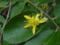 Image result for Grewia microthyrsa