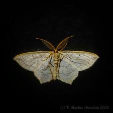 Image result for Timandra griseata