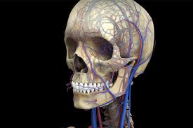 The image below provides an overview of the anterior features of the skull. Zygote