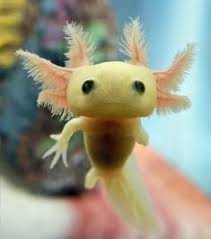 Axolotls can be one of five colors: 89 Axolotl Ideen Axolotl Tiere Amphibien