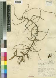 Image result for Diaphananthe subsimplex