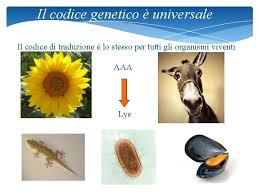 Che voi siate il partner in questione, il figlio, un parente o un amico, abbiamo pensato di lasciarvi ben 50 frasi da utilizzare in vari contesti. Girasoli In Inglese Traduzione