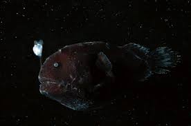 Maybe you would like to learn more about one of these? Anglerfish An Overview Sciencedirect Topics