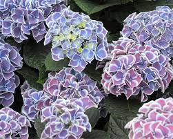 So pflanzen und pflegen sie die beliebten ziersträucher. Bauern Hortensie Garten Hortensie Pflanzen Pflegen Und Schneiden Mein Schoner Garten