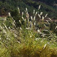 Image result for Brachychloa