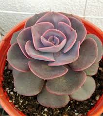 Pin On E C H E V E R I A Echeveria agavoides x glauca эхеверия агавоидес х глаука. pin on e c h e v e r i a