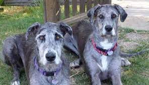 See full list on petguide.com 10 Of The Most Interesting Great Dane Mixes