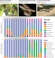 In new mexico, other snakes with similar markings are the new mexico milk snake, arizona mountain king. Frontiers Venomous Snakes Reveal Ecological And Phylogenetic Factors Influencing Variation In Gut And Oral Microbiomes Microbiology