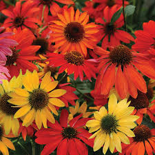 Echinacea 'evening glow' boasts sturdy 34 stems of large, flat, bicolored flowers. Echinacea Coneflower Primadonna Rose