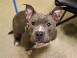 At Risk To Be Destroyed 10 12 18 Star Is At Risk Of Euthanasia And Needs Placement Please Consider Opening Your Home Today Hello Animals My Animal Pet Care