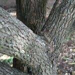 Image result for Kraussia floribunda