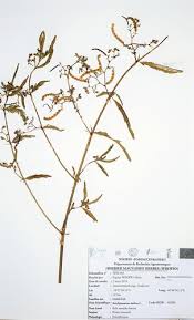 Image result for Aeschynomene heurckeana