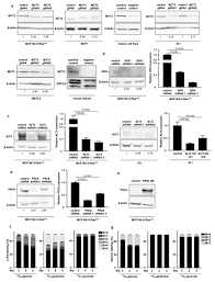 Analizele din cadrul acestei promoţii vă vor ajuta sa preîntâmpinaţi instalarea timpurie a bolilor. Breast Cancer Cells Rely On Environmental Pyruvate To Shape The Metastatic Niche Abstract Europe Pmc