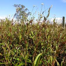 Image result for Persicaria strigosa