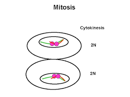 Check spelling or type a new query. Gametogenesis At The Chromosomal Level Mitosis And Meiosis