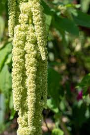 Image result for Amaranthus