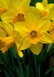 Heirloom Daffodil Bulbs Daffodil Bulbs Planting Bulbs Daffodils