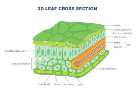 A structure made of different cell structures to perform particular functions in a plant or animal. Ks3 Biology Photosynthesis Diagram Quizlet