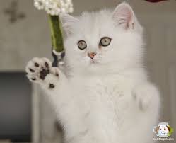 satilik british shorthair panosundaki pin
