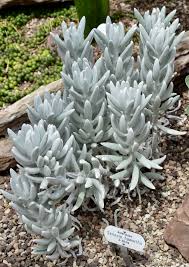 Image result for Caputia