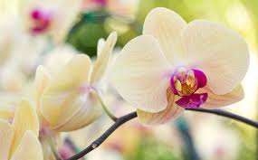 Image result for puklice na orchideích obrázek