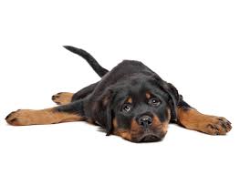 Find rottweiler puppies and breeders in your area and helpful rottweiler information. 1 Rottweiler Puppies For Sale In Chicago Il Uptown