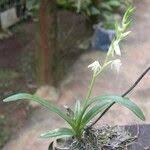 Image result for Polystachya laurentii