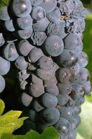 It grows up around the porch (she intends it to be used as a sort of privacy hedge when it i had a very similar problem with beetles 5 years ago with my grape vine. Grape Vitis Spp Botrytis Bunch Rot Pacific Northwest Pest Management Handbooks