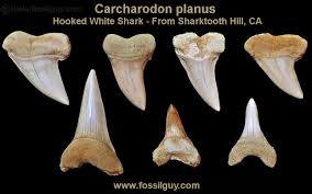Pepperlonely 20 pc mako shark teeth for making shark teeth necklace, beach crafts coastal décor, 7/8 inch ~ 1 inch. Fossilguy Com Prehistoric White Sharks Types Facts Origins And Fossil Identification