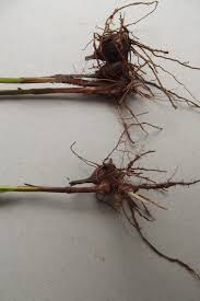 Image result for Scleria bulbifera