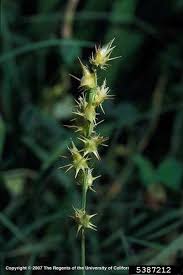 Image result for Cenchrus