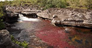 Caño cristales rio de los 7 colores. Polemica Exploracion Petrolera Pondria En Riesgo A Cano Cristales