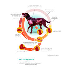Image result for Hookworm