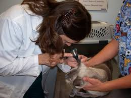 Maybe you would like to learn more about one of these? Small Animal Veterinary Services In Fairbury Ne Countryside Veterinary Clinic