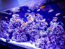 Includes showcase of fellow aquascapers' works on iwagumi, natural style, dutch style. How To Aquascape A Reef Tank Tips And Tricks Salt Tank Report