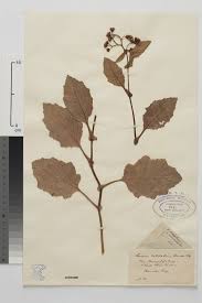 Image result for Senecio latifolius