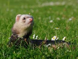 We did not find results for: E O Furao O Animal De Estimacao Ideal Para Mim Parte I Tiendanimal Blog