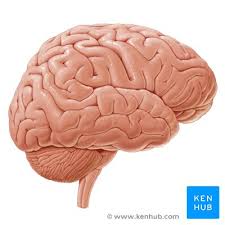 It generates, modulates and transmits information in the human body. Brain Spinal Cord And Peripheral Nervous System Anatomy Kenhub