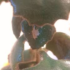 Image result for Kalanchoe latisepala