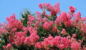 Check spelling or type a new query. 13 Types Of Trees With Pink Flowers Crate And Basket
