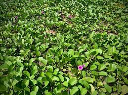 Image result for Ipomoea pes-caprae