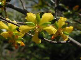 Image result for Ochna arborea